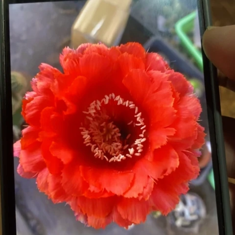 无花朵17 号彩草仙人球侧芽2+