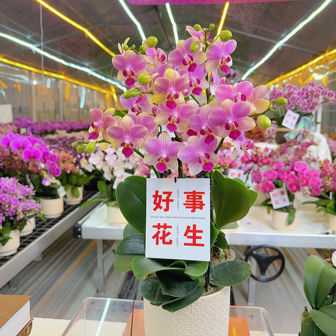 精选蝴蝶兰【夏日】欧品彩色系 室内花卉绿植 基地直发