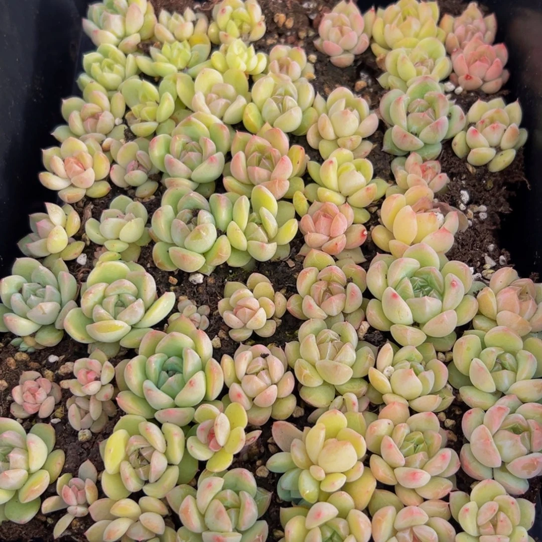 416多肉葡萄干和一个小