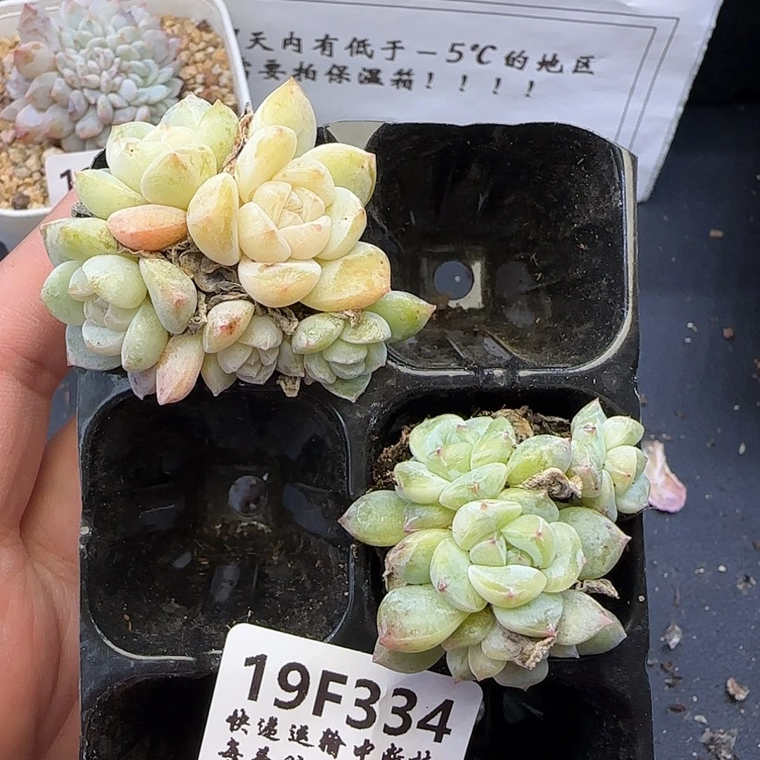 假***想【满29包邮非偏远】334福利