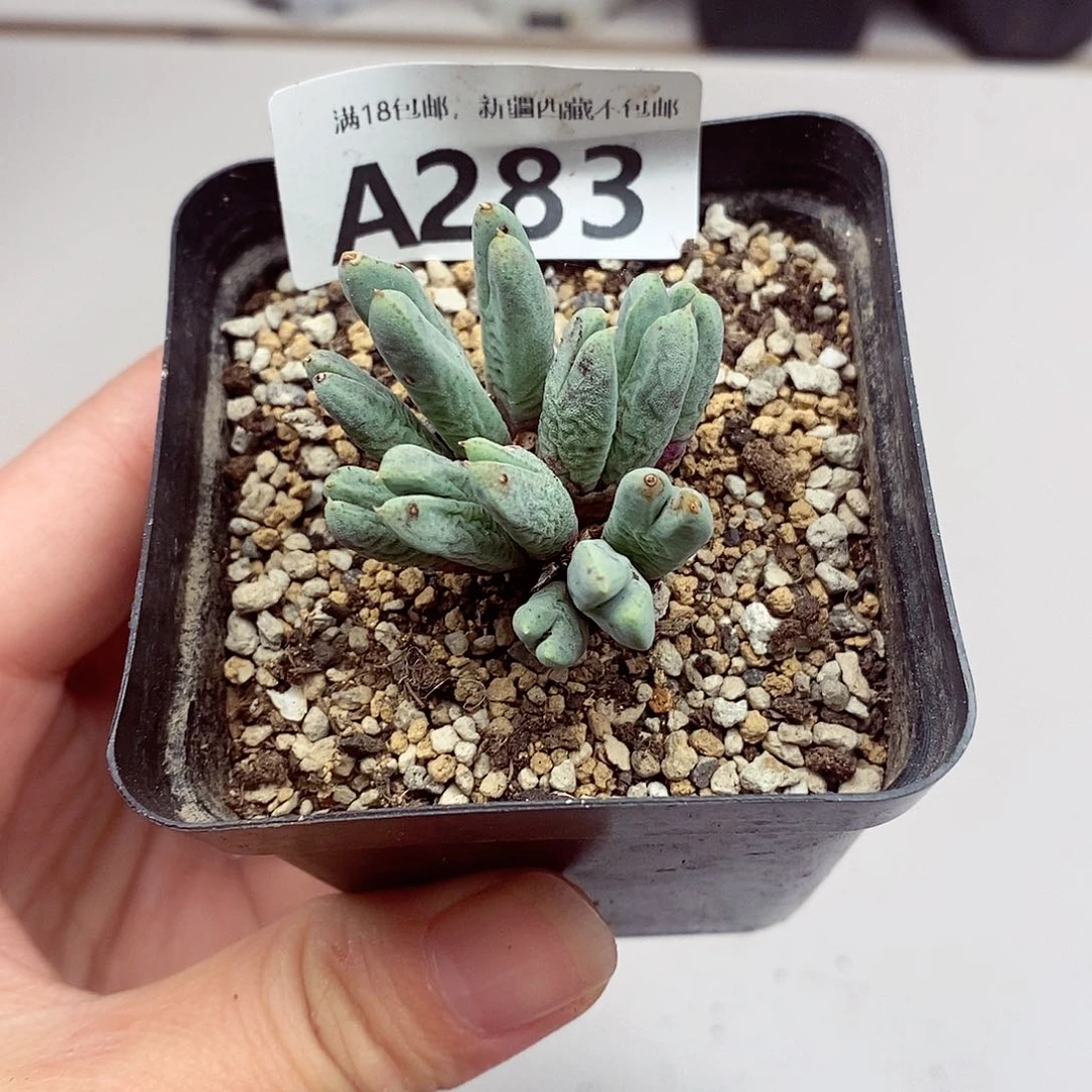 283啦啦啦啦啦啦期待