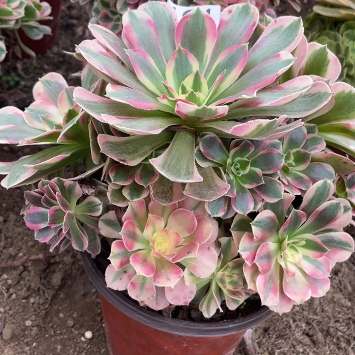 无花朵191对肉植物粉女郎