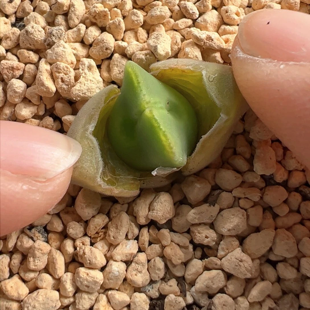 多肉植物199号大眼空蝉