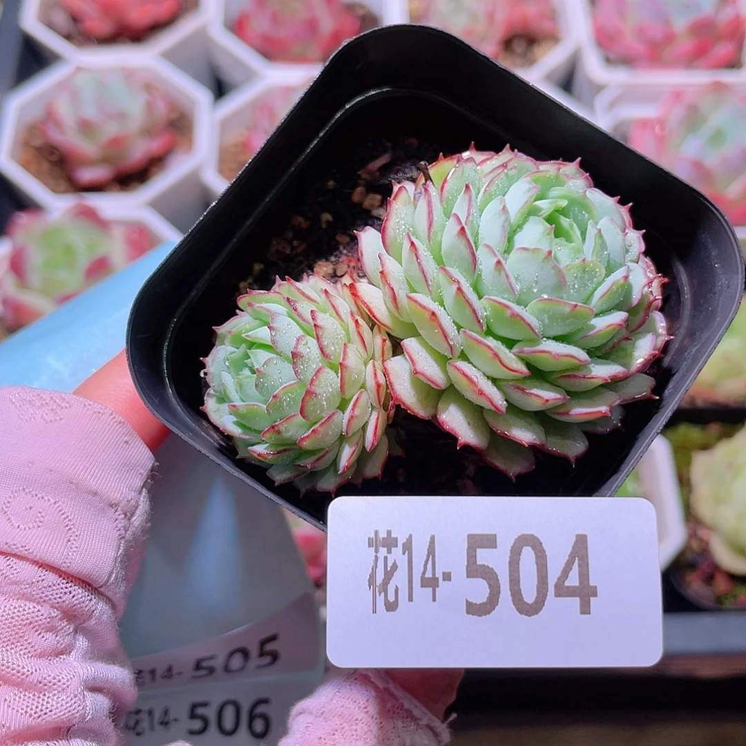 花利美14-504小红船