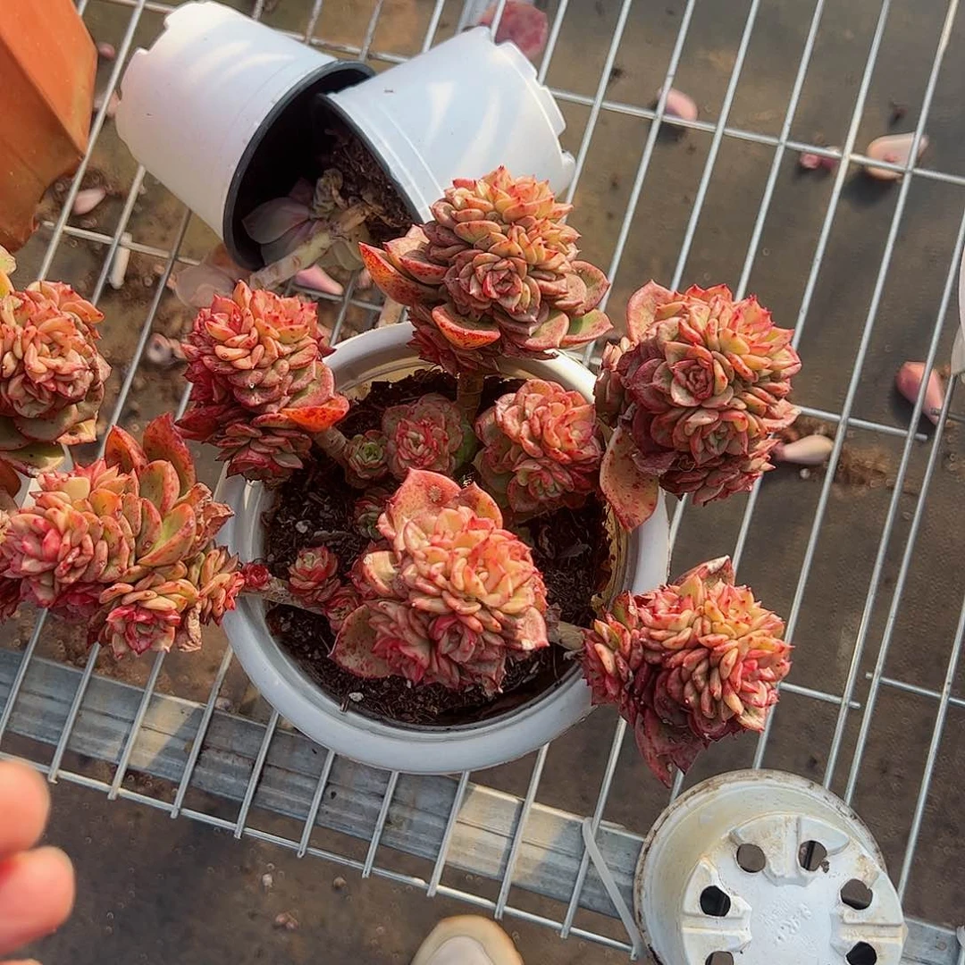 蜡牡丹整桩大盆多肉