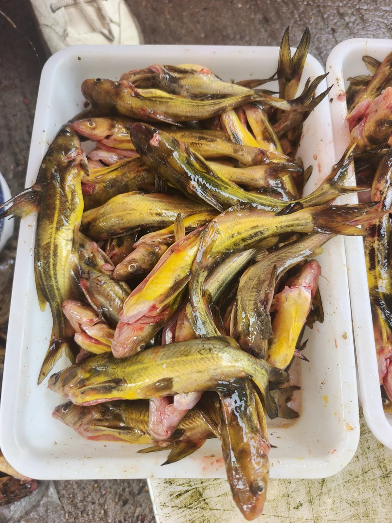 抚远特产乌苏里江尖嘴嘎牙子鱼鲜美可口顺丰包邮