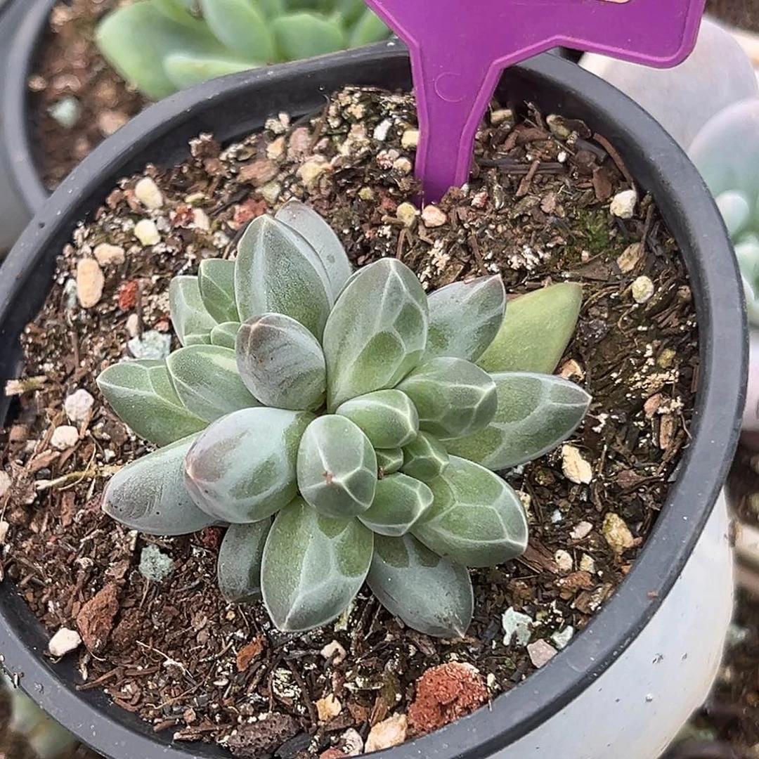 申公豹多肉植物354