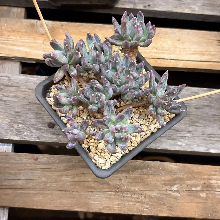 多肉植物，炫彩星