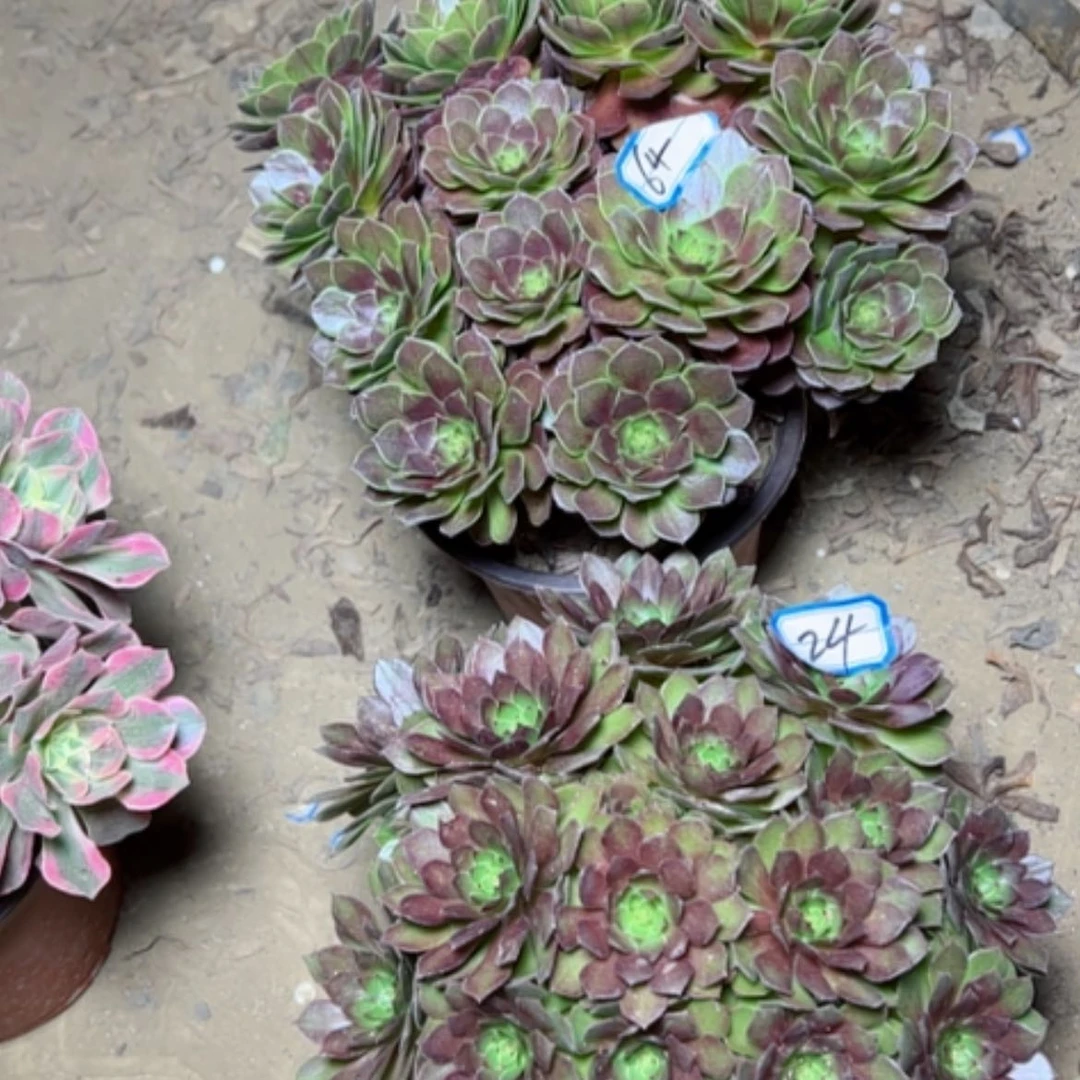 【闪购商品】断枝不包，64