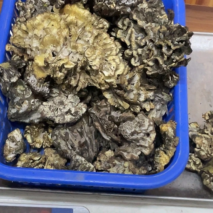 干巴菌超好吃中国大陆