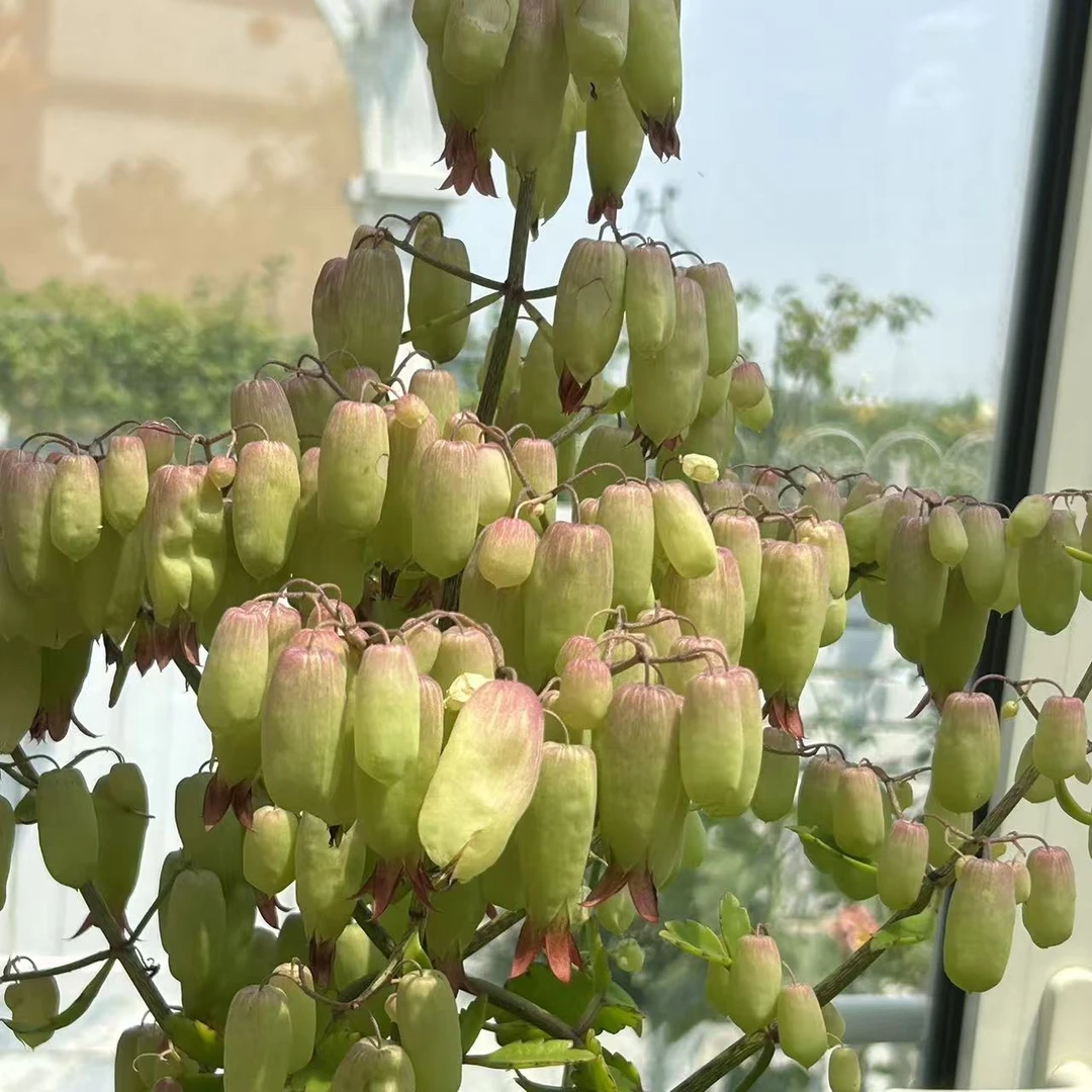 稀有许愿宫灯长寿花花卉盆栽好养室内阳台花卉桌面盆栽窗台花苗