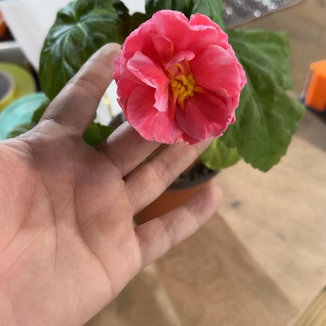 贵妃白边粉 夫妻海棠