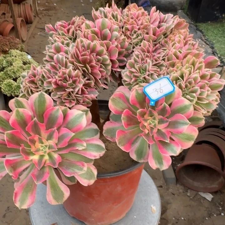 糖果女巫缀化36法师锦