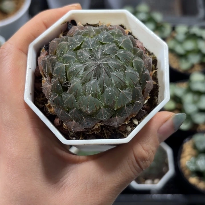 翠云玉露多肉植物