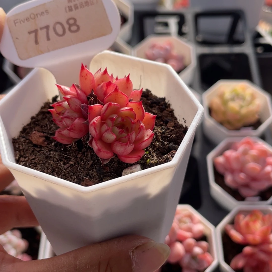 魔焰7708-4.0厘米