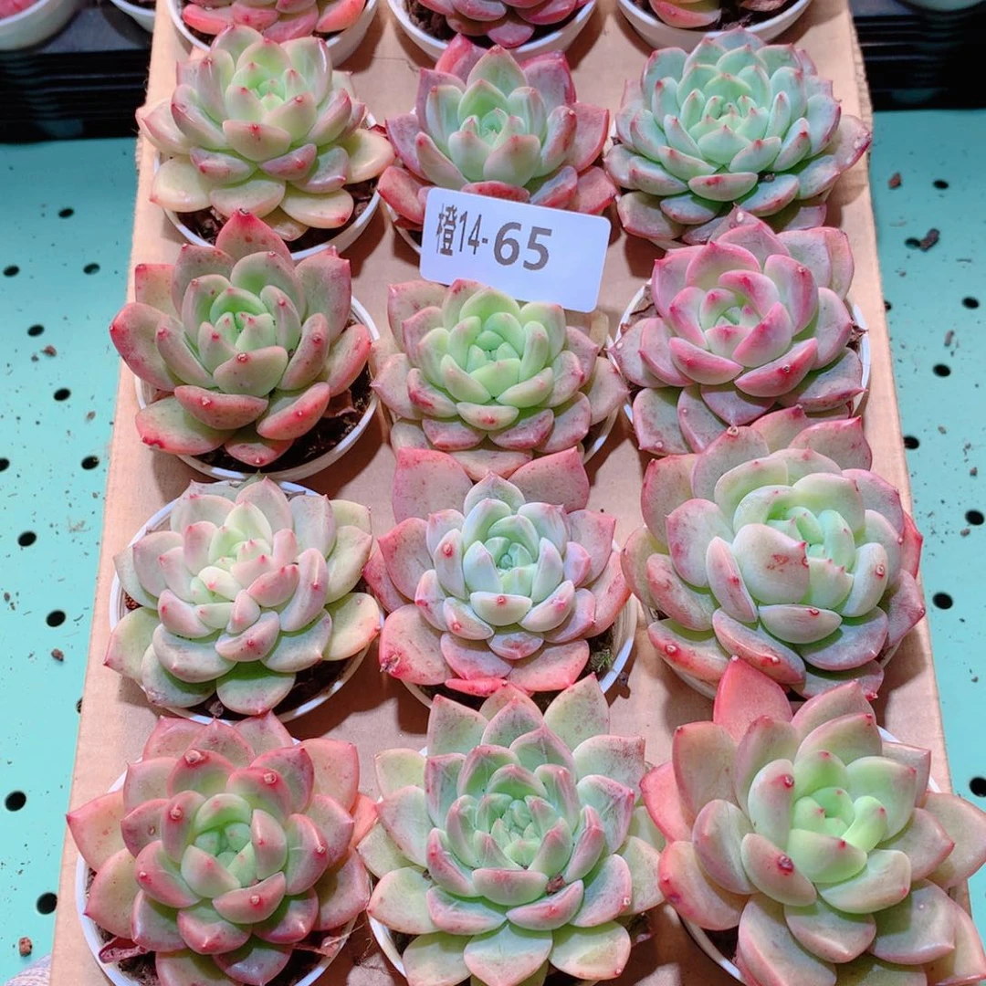 14-65一物一拍多肉带盆18颗