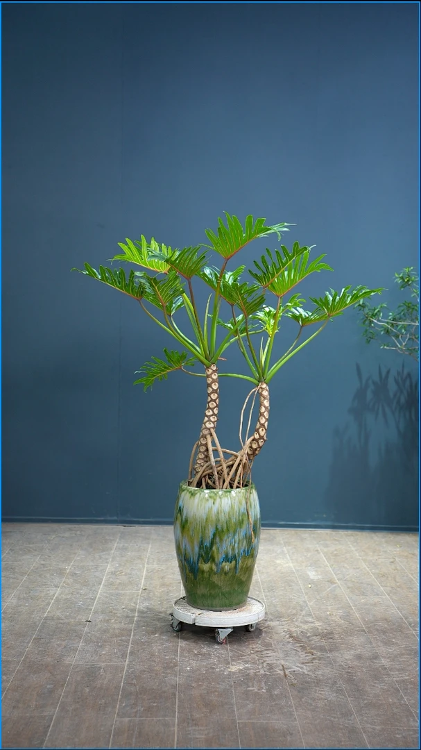 龙鳞小天使大型老桩盆栽室内客厅办公室观叶净化空气绿植