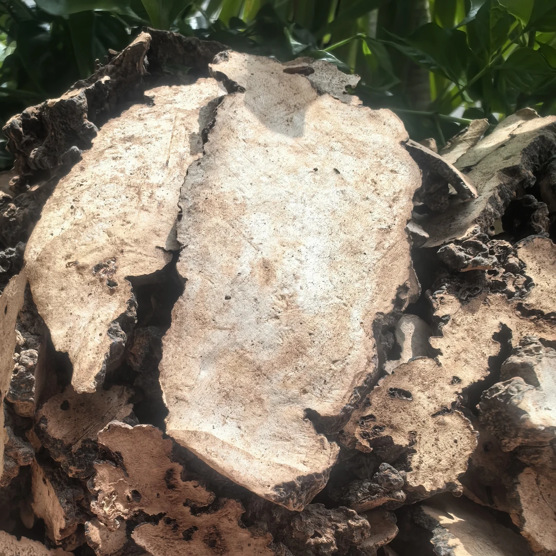 大山土特产 ~ 猪苓