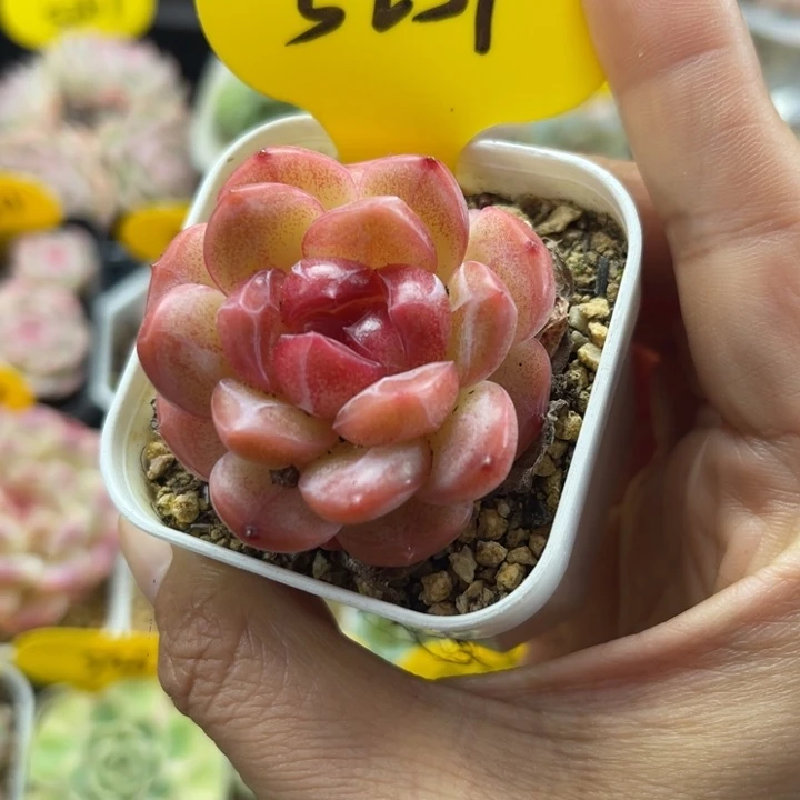 正版琴心单头5259