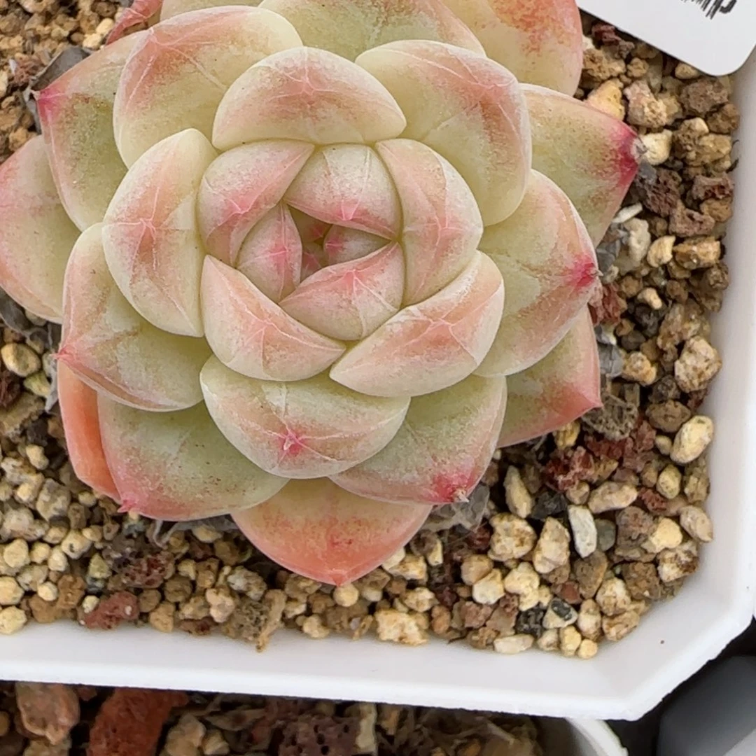 花语逸镜0126-32