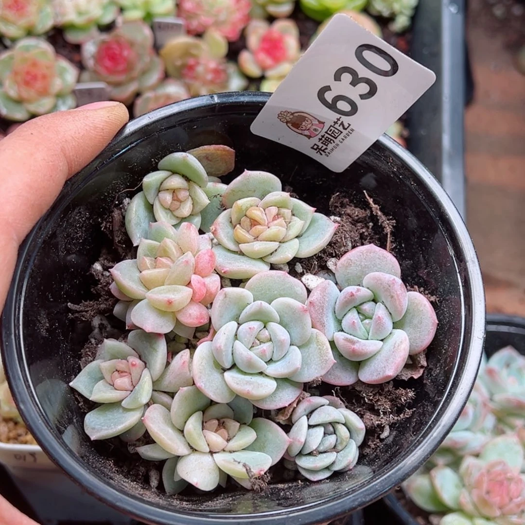 颖多肉植物多肉植物