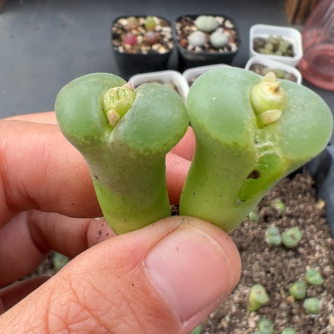 11.27好看的多肉脱土发货531