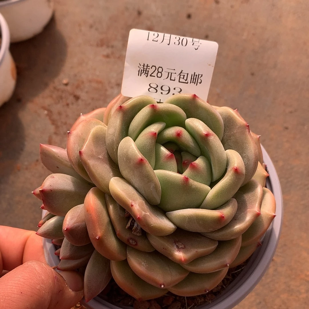 【闪购商品】云893号九厘米