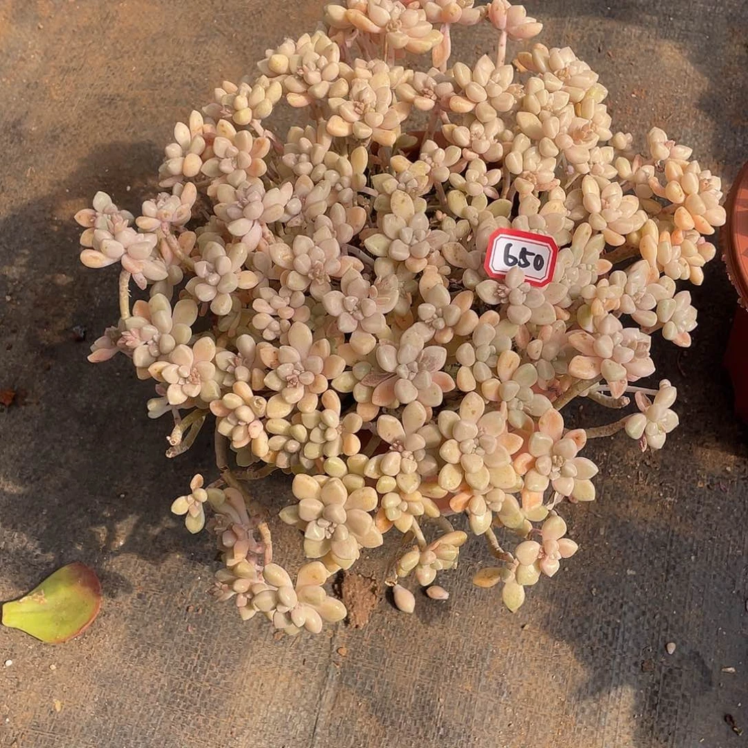 650姬秋丽 一物一拍多肉