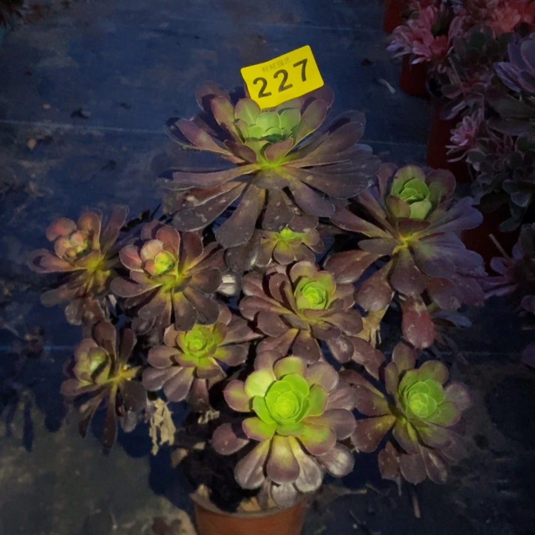 桐****方多肉黑法师22700