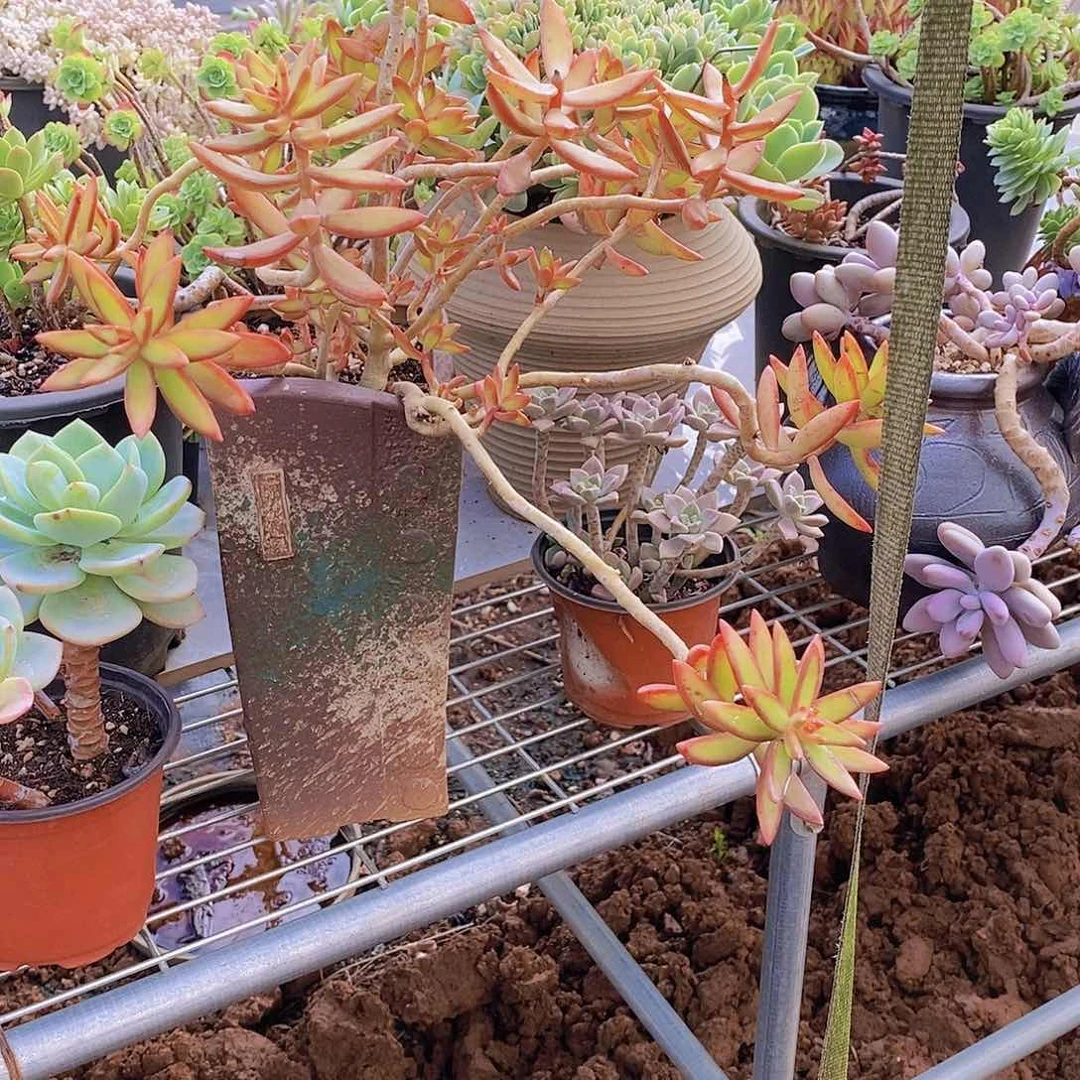 多肉植物非常福利红日