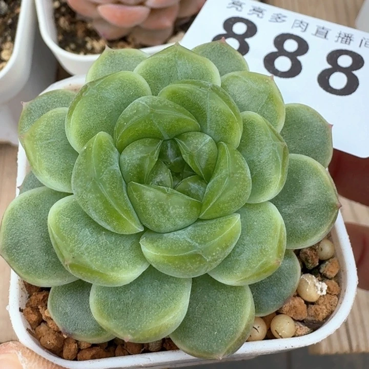财富C            多肉植物