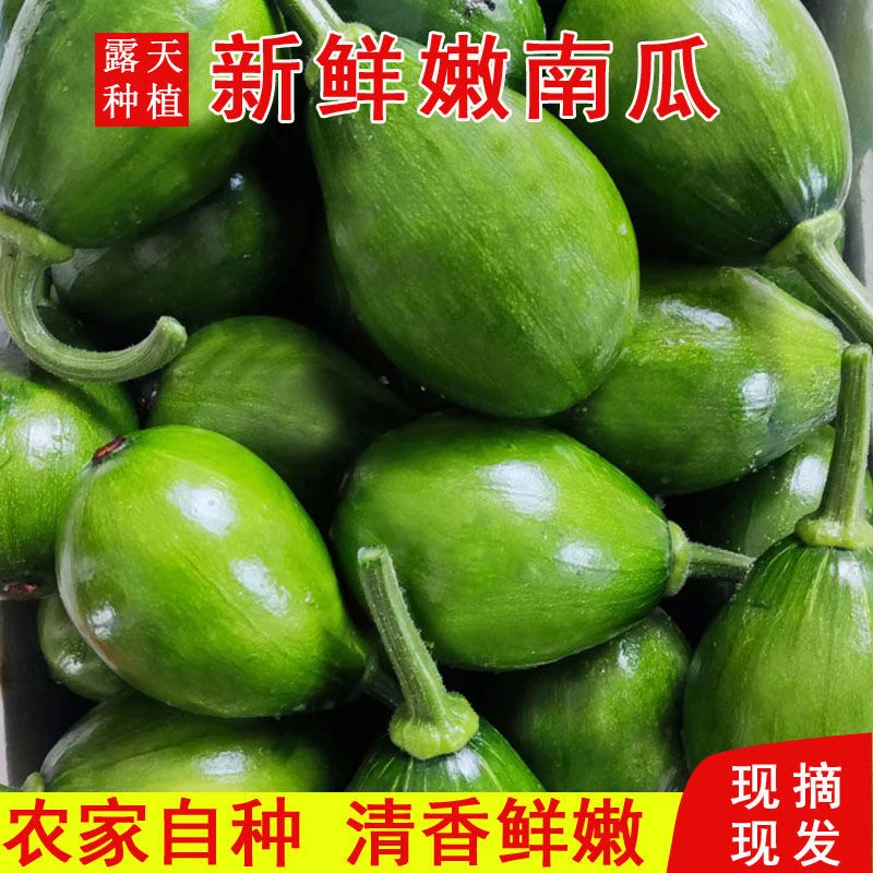 贵州高山本地嫩南瓜 小南瓜 藤瓜 露天种植 现摘现发