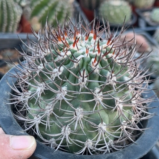 当前无花栽培后可以开花自根大逆豹