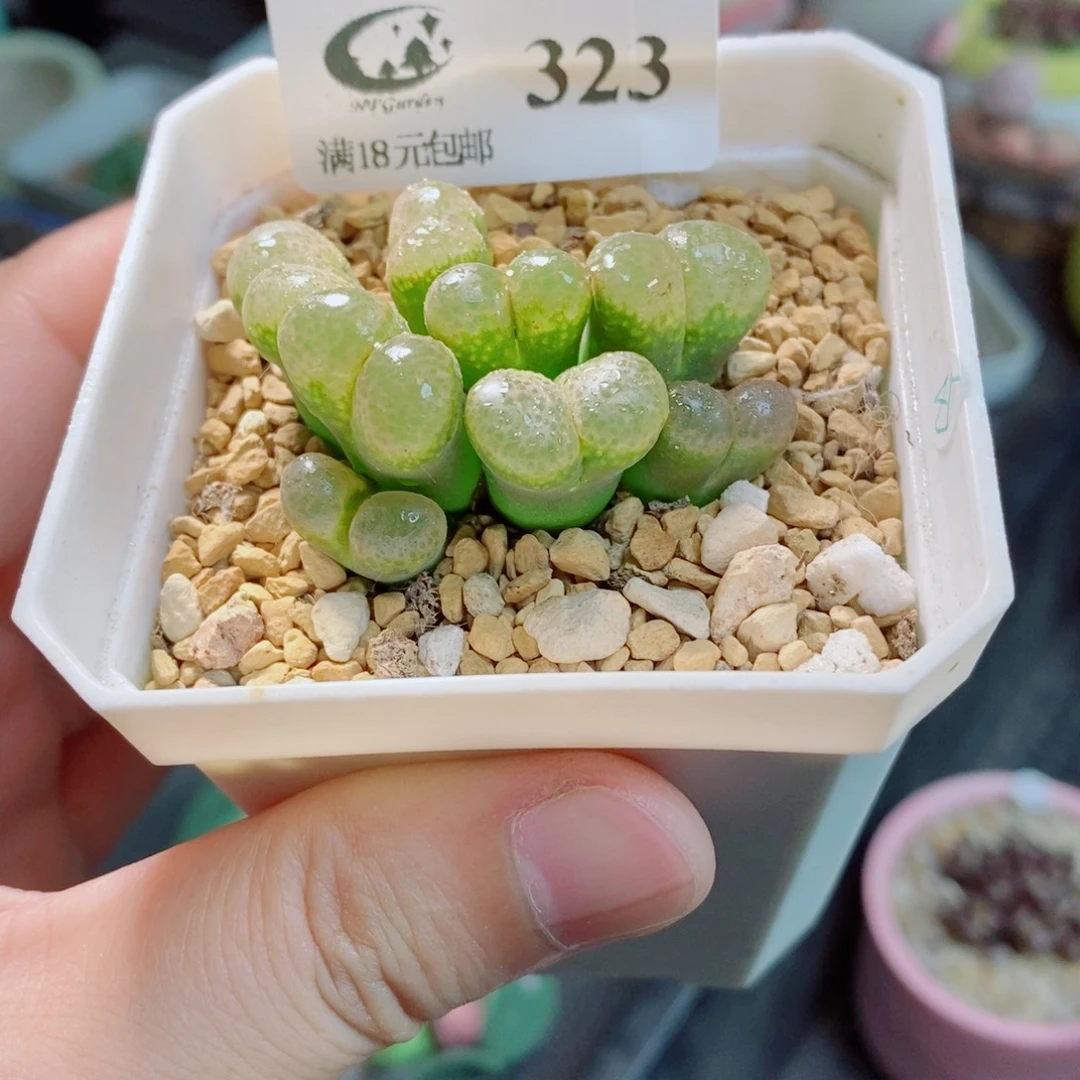 生石花花花花花花323