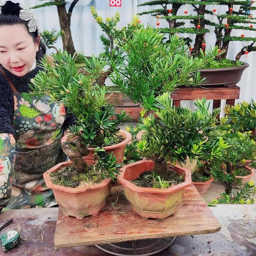 盆景罗汉松一物一拍