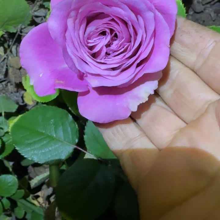 无花朵紫王冠小苗