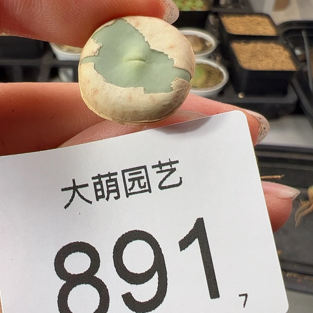 0000891 一物一拍:
