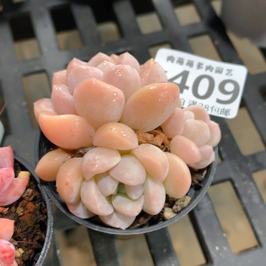 肉萌萌拇指盆精控多肉ZE409