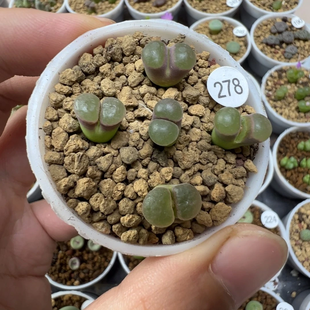 克里普兰磁铁一颗脱土278000