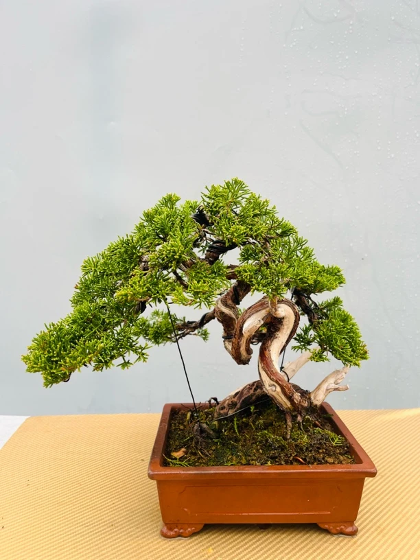 日本八房真柏系鱼川 精品盆景 天然舍利 新手收藏两宜盆栽