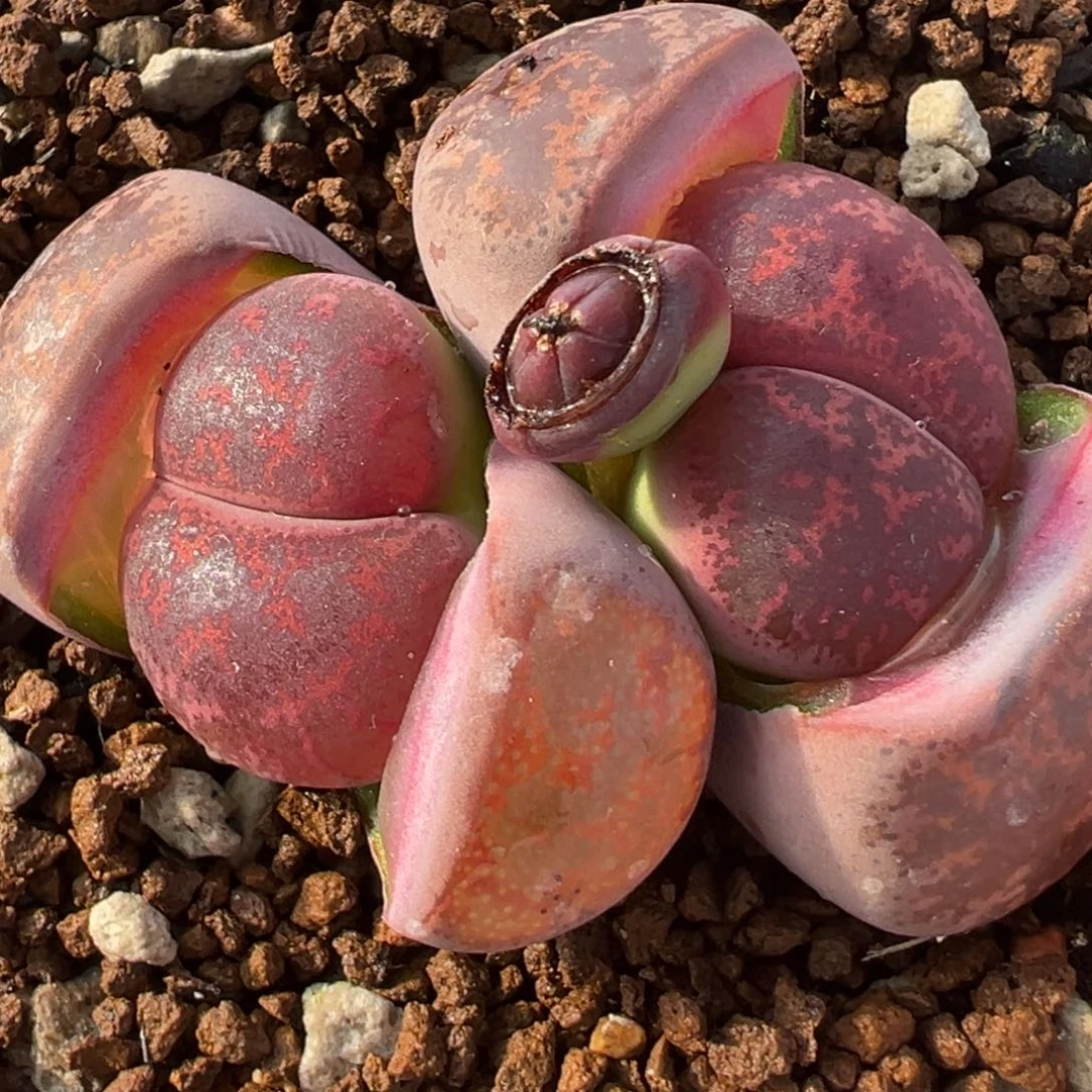 酒红紫薰多肉百科