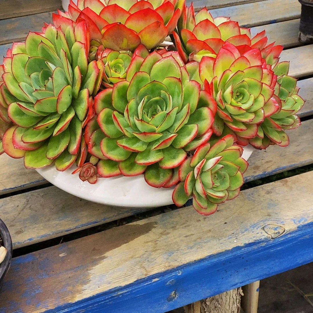 T****•老桩牡丹亭带盆多肉植物