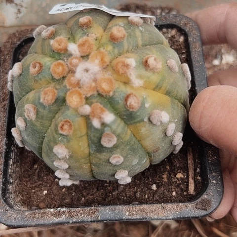 完全开放427兜锦木心根