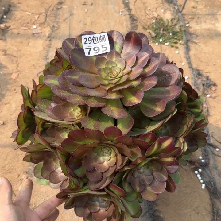倾城中班……多肉植物……