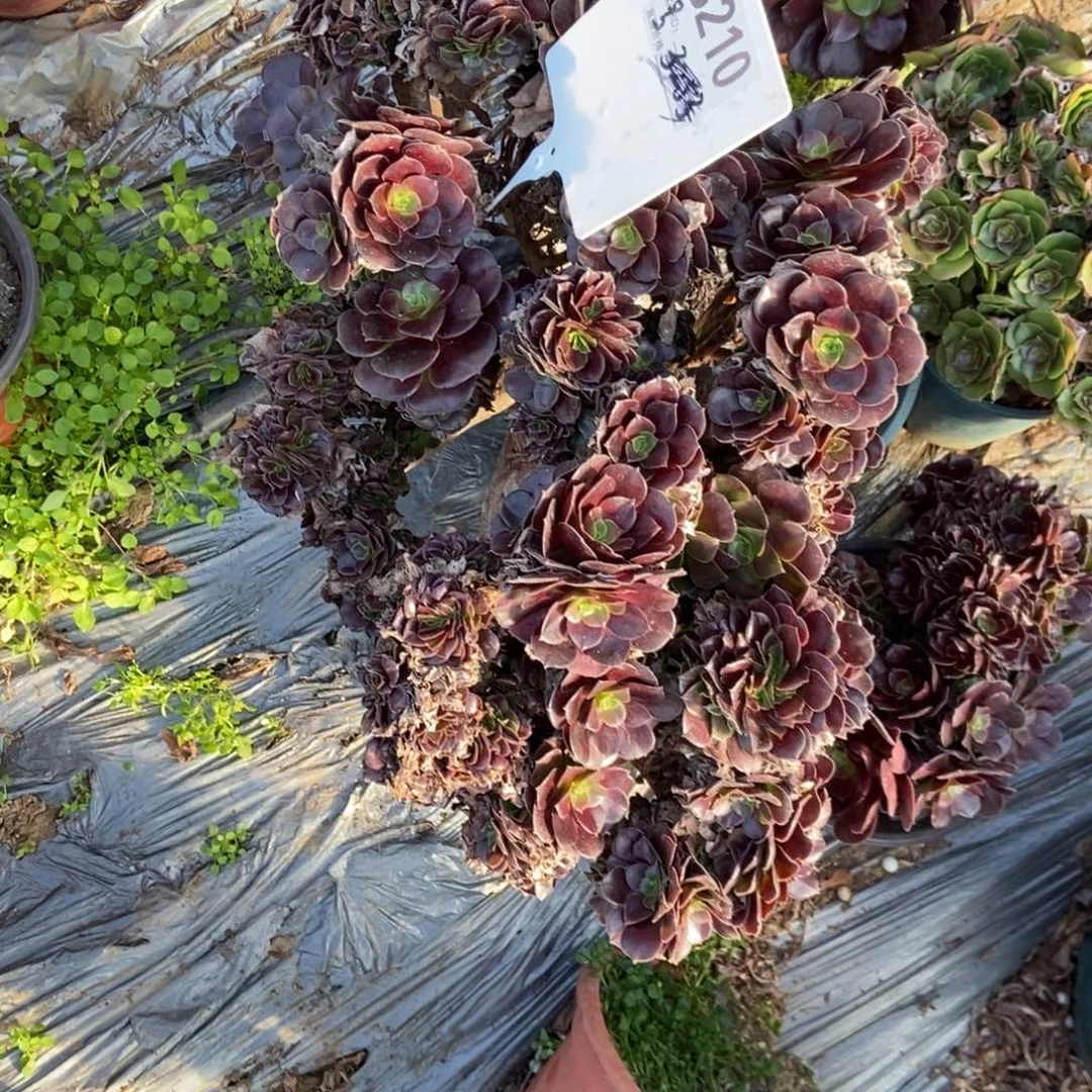 A***芬B210欧紫干伤处理法师