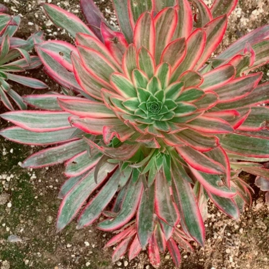 多肉植物朱雀984