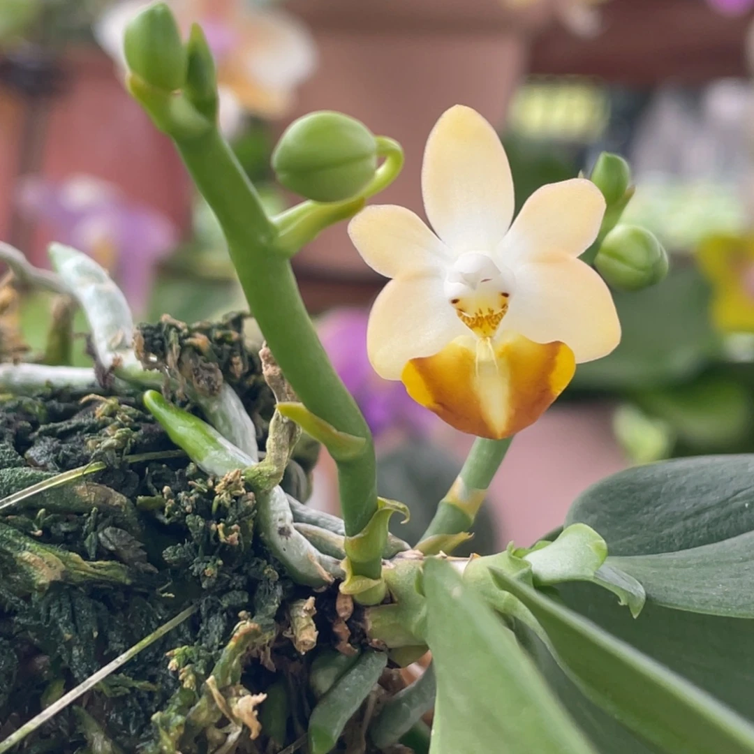 完全开放洛比兔板植，浓香