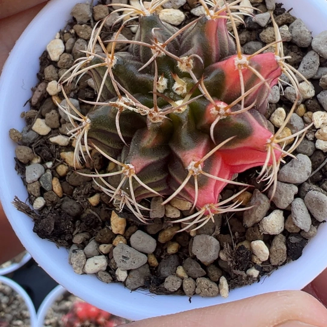 412 好看的米哈冲冲冲