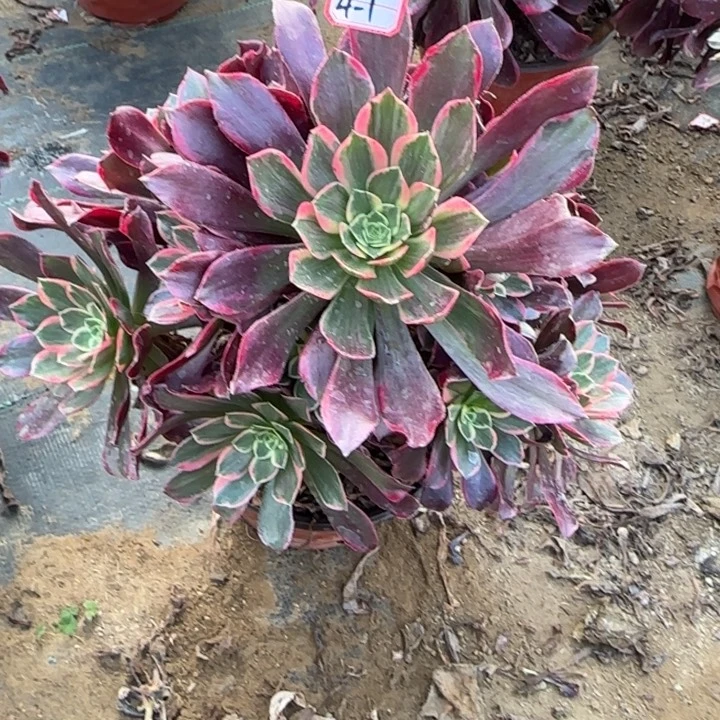 4-1金丝处理不售后多肉