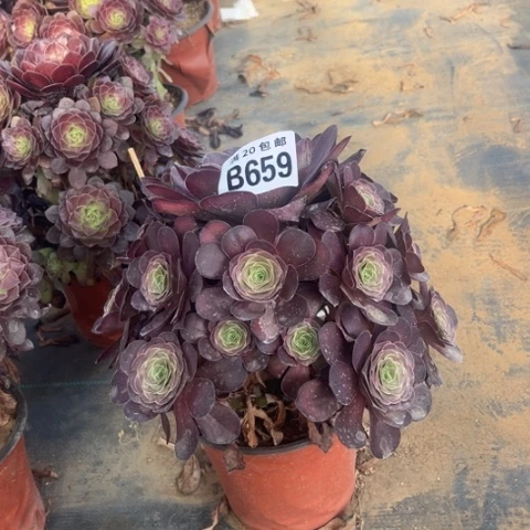 659枚金玫瑰不包断枝